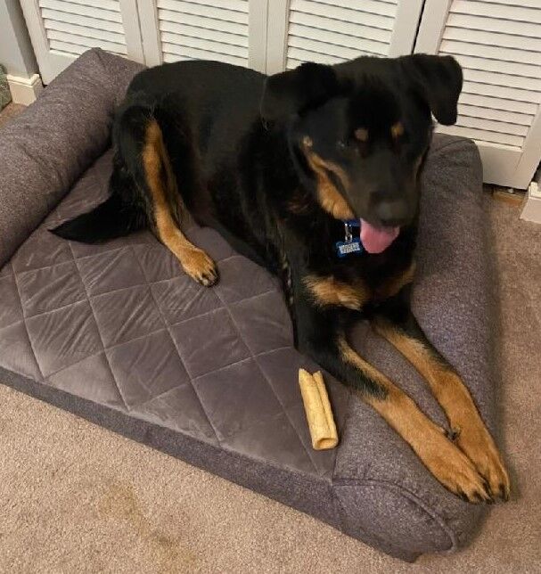 Nala 1 August 2021.jpeg
